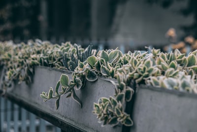 灰色混凝土罐上的绿色植物